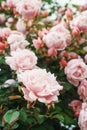 A bush with many small pink roses close-up in the garden. Pink rose bushes blooming on the road Royalty Free Stock Photo