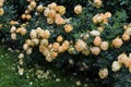 Bush with many yellow roses Garden plants Royalty Free Stock Photo