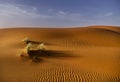 Bush in Merzuga desert