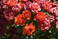 Bush of miniature red roses seen up close Royalty Free Stock Photo