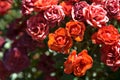 Bush of miniature red roses seen up close Royalty Free Stock Photo