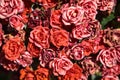 Bush of miniature red roses seen up close Royalty Free Stock Photo