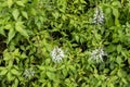 Bush of Misai Kuching or Cat Whiskers, a flowering herbal plant used in traditional medicine with diuretic, anti-oxidant