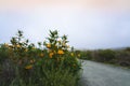 Bush Monkey Flower, tall shrub with beautiful orange-yellow flowers, Mimulus aurantiacus (Diplacus) in bloom. Royalty Free Stock Photo