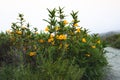 Bush Monkey Flower, tall shrub with beautiful orange-yellow flowers, Mimulus aurantiacus (Diplacus) in bloom. Royalty Free Stock Photo