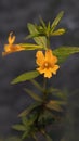 Bush monkeyflower, a yellow wildflower Royalty Free Stock Photo