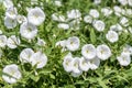 Bush Morning Glory, beautiful white wild morning glory flower Ipomoea carnea. Selective focus Royalty Free Stock Photo
