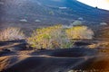 bush in morning light grows at volcanic soil in Timanfaya national park in Lanzarote Royalty Free Stock Photo