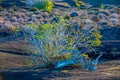 bush in morning light grows at volcanic soil in Timanfaya national park in Lanzarote Royalty Free Stock Photo