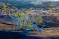 bush in morning light grows at volcanic soil in Timanfaya national park in Lanzarote Royalty Free Stock Photo