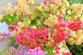 Bush of multi-color one Bougainvillea or Primavera flower tree Royalty Free Stock Photo