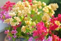 Bush of multi-color one Bougainvillea or Primavera flower tree Royalty Free Stock Photo