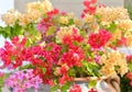 Bush of multi-color one Bougainvillea or Primavera flower tree Royalty Free Stock Photo