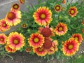 bush multicolored garden flowers Royalty Free Stock Photo