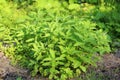 Bush nettle grows in nature