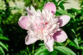 Bush with one large delicate white and pink peony flower and green leavesin direct sunlight, in a garden in a sunny summer day,