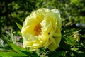 Bush with one large delicate yellow peony flower with small green leaves in a sunny spring day, beautiful outdoor floral Royalty Free Stock Photo