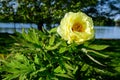Bush with one large delicate yellow peony flower with small green leaves in a sunny spring day, beautiful outdoor floral Royalty Free Stock Photo