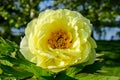 Bush with one large delicate yellow peony flower with small green leaves in a sunny spring day, beautiful outdoor floral Royalty Free Stock Photo