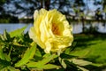 Bush with one large delicate yellow peony flower with small green leaves in a sunny spring day, beautiful outdoor floral Royalty Free Stock Photo