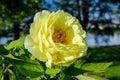 Bush with one large delicate yellow peony flower with small green leaves in a sunny spring day, beautiful outdoor floral Royalty Free Stock Photo