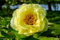 Bush with one large delicate yellow peony flower with small green leaves in a sunny spring day, beautiful outdoor floral Royalty Free Stock Photo