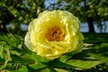 Bush with one large delicate yellow peony flower with small green leaves in a sunny spring day, beautiful outdoor floral