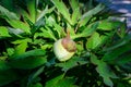 Bush with one small delicate yellow peony flower bud with small green leaves in a sunny spring day, beautiful outdoor floral Royalty Free Stock Photo