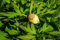 Bush with one small delicate yellow peony flower bud with small green leaves in a sunny spring day, beautiful outdoor floral Royalty Free Stock Photo