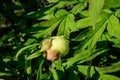 Bush with one small delicate yellow peony flower bud with small green leaves in a sunny spring day, beautiful outdoor floral Royalty Free Stock Photo