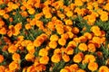Bush of orange calendula flowers Royalty Free Stock Photo