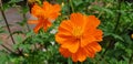 Bush of orange Cosmos sulphureus flower. Royalty Free Stock Photo