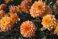 Bush orange dahlias