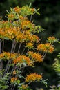 Vertical - Orange Flame Azalea with a dark background. Royalty Free Stock Photo