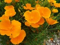 Orange flowers Eschscholzia californica