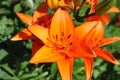 A bush of orange lilies that blossomed into a summer sunny day in the garden. Close-up Royalty Free Stock Photo