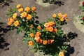 Bush of orange rose in bloom Royalty Free Stock Photo