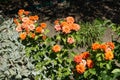 Bush of orange rose in bloom in August Royalty Free Stock Photo