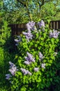 A bush of ordinary lilac on a sunny early morning in spring in May near a small fence. Royalty Free Stock Photo