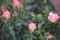 A bush of pale pink climbing roses, rose flower Royalty Free Stock Photo