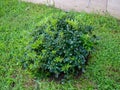 Bush in the park. Small bush. Decoration of the territory. Young plants