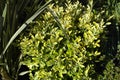 Bush with yellow green leaves