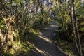 Bush Path, NZ Royalty Free Stock Photo