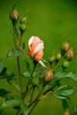 A bush with a peach-white rose and several buds close-up Royalty Free Stock Photo
