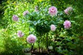 Bush of peonies Royalty Free Stock Photo