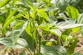 Bush of pepper in flower with some pepper growing