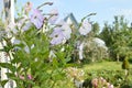 Bush petunias in a pot on the background of a village house, lovely rural views