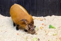 Bush pig eating a healthy diet of vegetables and fruit in its enclosure Royalty Free Stock Photo