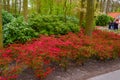 Bush with pink azalea flowers in Keukenhof park, Lisse, Holland, Netherlands