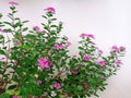 Bush of pink Catharanthus roseus L. G.Don flowers with green leaves with white cement wall Royalty Free Stock Photo